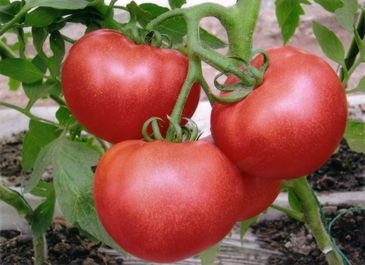 供應(yīng)優(yōu)質(zhì)西紅柿 - 山東臨沂費(fèi)縣薛莊蔬菜基地番茄架產(chǎn)品展示