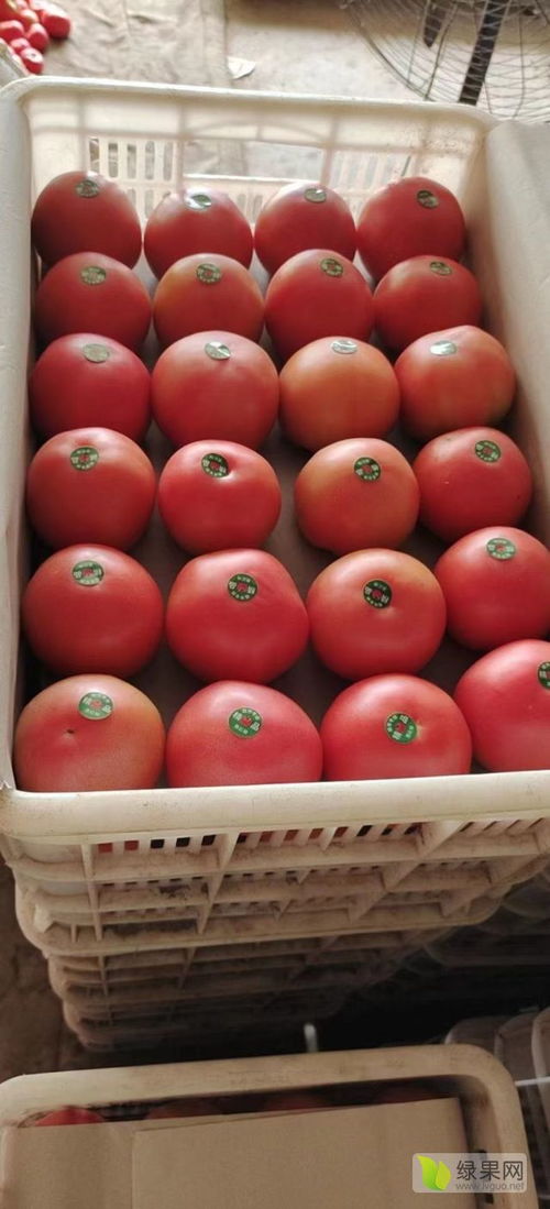 內(nèi)蒙古赤峰市寧城縣大城子精品西紅柿 番茄架的綠色傳奇