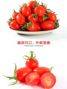 千禧圣女果 既是美味小番茄，也是營養孕婦食品