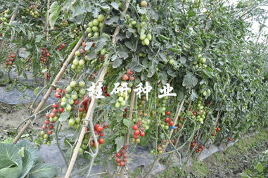 桂研新品添丁成功，粉色水果番茄表現亮眼