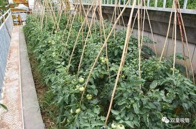邀你打卡“網(wǎng)紅空中菜園”！“雙童”蔬果喜獲豐收，工業(yè)區(qū)里的田園詩(shī)篇
