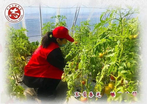 齊齊哈爾 不負(fù)春光播種希望，讓勞動(dòng)之花在志愿服務(wù)中綻放