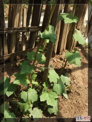 老父親的小菜園 我的一畝三分地