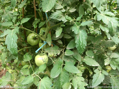 番茄架 田園詩畫中的生命脈絡(luò)