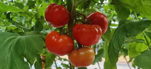 小博帶您逛農(nóng)博丨探秘長春農(nóng)博園里的番茄成長記